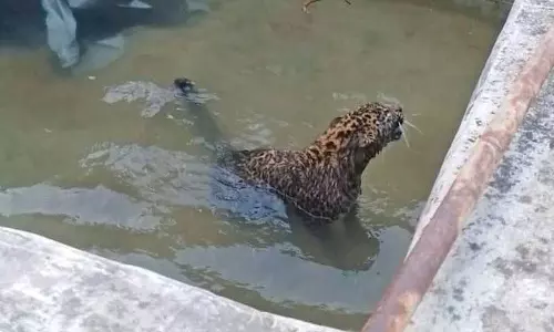 Mandi के एक गाँव के तालाब से तेंदुआ बचाया गया