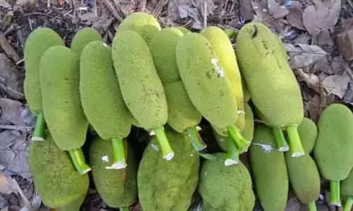 Nandapur बाज़ार और प्रोसेसिंग की कमी से कटहल मिशन पटरी से उतरा