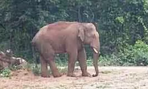 Bhanjanagar हाथी ने कुचलकर एक बुज़ुर्ग की जान ले ली