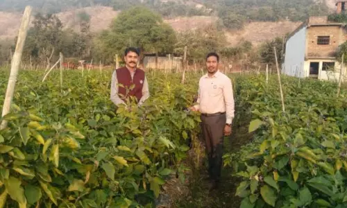 किसान कमल के ग्राफ्टेड बैंगन की मांग ओड़िशा तक किसान कमल के ग्राफ्टेड बैंगन की मांग ओड़िशा तक
