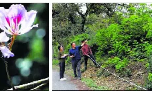 Nurpur के जंगलों में पौधों की समृद्ध विविधता का पता चला Nurpur के जंगलों में पौधों की समृद्ध विविधता का पता चला