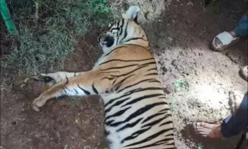Karnataka में करंट लगने से बाघिन की मौत