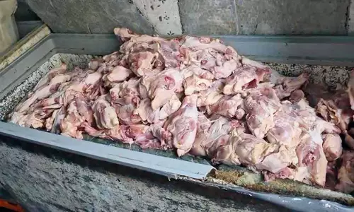 पारसीगुट्टा में GHMC का छापा, दुकान से 800 किलो बासी चिकन ज़ब्त पारसीगुट्टा में GHMC का छापा, दुकान से 800 किलो बासी चिकन ज़ब्त