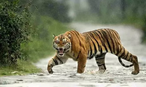जानवर को बचाने की कोशिश में बाघ के हमले में युवक की मौत जानवर को बचाने की कोशिश में बाघ के हमले में युवक की मौत