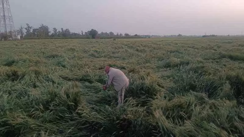 Karnal बारिश, ओलावृष्टि और हवाओं ने गेहूं की फसल को तबाह किया Karnal बारिश, ओलावृष्टि और हवाओं ने गेहूं की फसल को तबाह किया