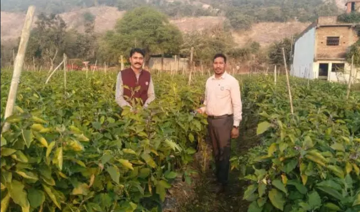 किसान कमल के ग्राफ्टेड बैंगन की मांग ओड़िशा तक किसान कमल के ग्राफ्टेड बैंगन की मांग ओड़िशा तक