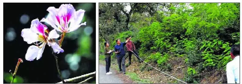 Nurpur के जंगलों में पौधों की समृद्ध विविधता का पता चला Nurpur के जंगलों में पौधों की समृद्ध विविधता का पता चला
