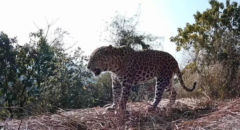 Guwahati leopard population: एक अध्ययन में 34 तेंदुए कैमरे में कैद, कुल संख्या 55 होने का अनुमान Guwahati leopard population: एक अध्ययन में 34 तेंदुए कैमरे में कैद, कुल संख्या 55 होने का अनुमान