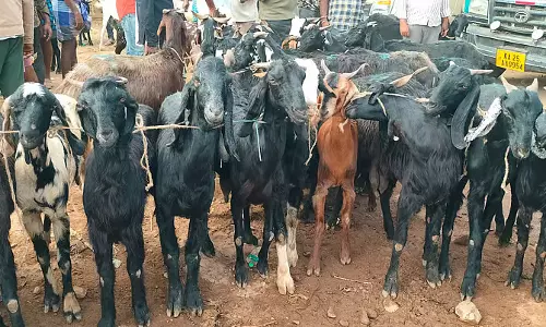 Ugadi और रमज़ान की तैयारियाँ: भेड़-बकरियों की बिक्री में ज़बरदस्त उछाल