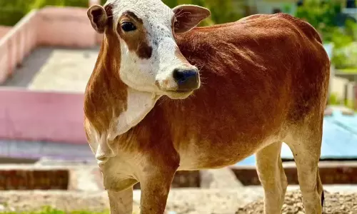 Kerala : कन्नवथम में बम धमाके में गाय गंभीर रूप से घायल