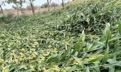 बेमौसम बारिश का सब्जियों और धान के खेतों पर असर बेमौसम बारिश का सब्जियों और धान के खेतों पर असर