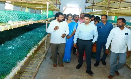 रेशम कीट पालन से किसानों को लाभ: Collector Chandrashekhar रेशम कीट पालन से किसानों को लाभ: Collector Chandrashekhar
