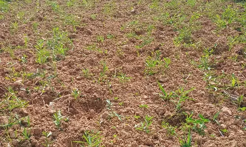 जंगली भैंसों का कृषि भूमि पर अतिक्रमण: Farmers परेशान जंगली भैंसों का कृषि भूमि पर अतिक्रमण: Farmers परेशान