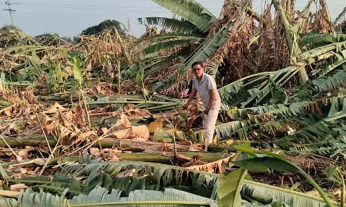 Hagaribommanahalli : हवा और बारिश से केले के पेड़ उखड़ गए, ₹8 लाख के नुकसान का अनुमान Hagaribommanahalli : हवा और बारिश से केले के पेड़ उखड़ गए, ₹8 लाख के नुकसान का अनुमान