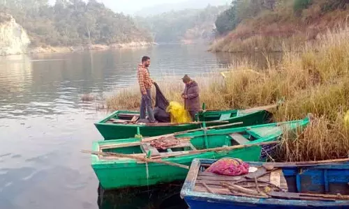गाद जमा होने के कारण Pong Lake में मछली उत्पादन में भारी गिरावट आई