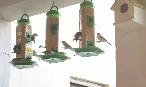 “World Sparrow Day : घरों से गायब होती आम गौरैया पर चिंता”