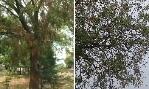 “Warangal में डाईबैक से नीम के फूल गायब, उगादी पचड़ी प्रभावित” “Warangal में डाईबैक से नीम के फूल गायब, उगादी पचड़ी प्रभावित”