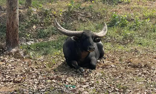 अंतिम वन भैंसा छोटू की शुद्धता, प्रजनन क्षमता और वन विभाग पर उठे सवाल अंतिम वन भैंसा छोटू की शुद्धता, प्रजनन क्षमता और वन विभाग पर उठे सवाल