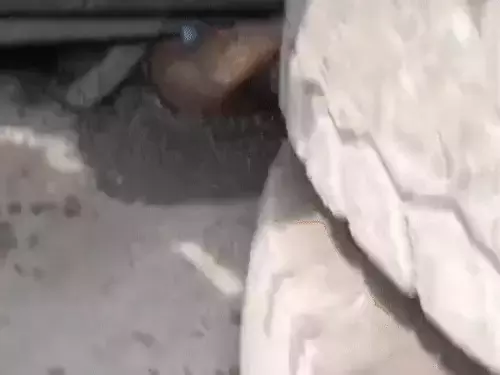 3 की मौत, कोरबा में तेज रफ्तार ट्रक का कहर, रौंदा 3 की मौत, कोरबा में तेज रफ्तार ट्रक का कहर, रौंदा