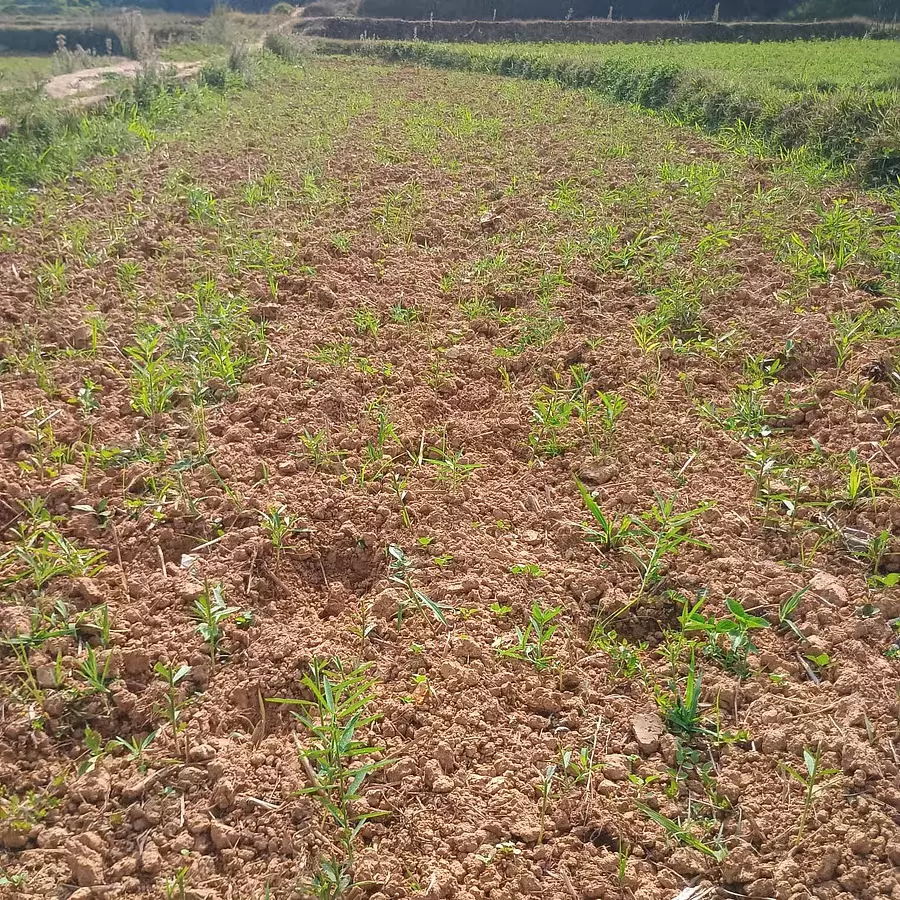 जंगली भैंसों का कृषि भूमि पर अतिक्रमण: Farmers परेशान जंगली भैंसों का कृषि भूमि पर अतिक्रमण: Farmers परेशान