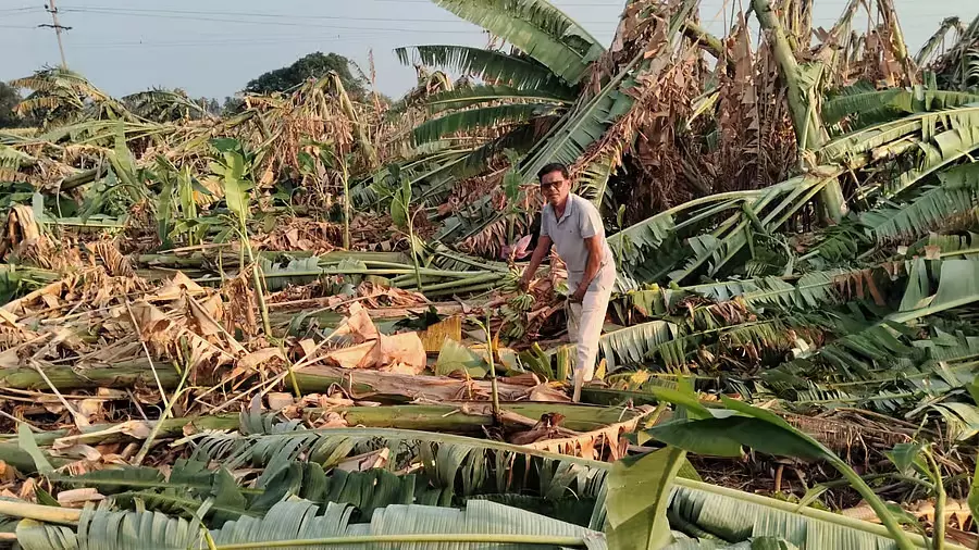 Hagaribommanahalli : हवा और बारिश से केले के पेड़ उखड़ गए, ₹8 लाख के नुकसान का अनुमान Hagaribommanahalli : हवा और बारिश से केले के पेड़ उखड़ गए, ₹8 लाख के नुकसान का अनुमान