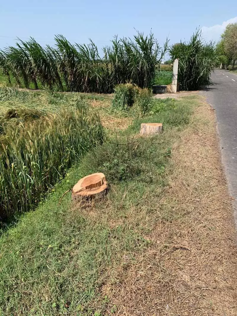 Ludhiana: पेड़ों की चोरी के मामले बढ़ने पर कार्यकर्ताओं ने अधिकारियों से अपना रवैया बदलने की अपील की Ludhiana: पेड़ों की चोरी के मामले बढ़ने पर कार्यकर्ताओं ने अधिकारियों से अपना रवैया बदलने की अपील की