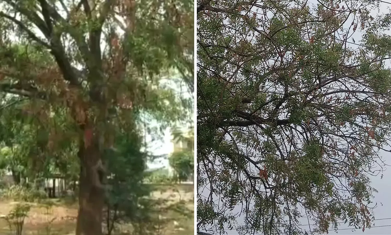 “Warangal में डाईबैक से नीम के फूल गायब, उगादी पचड़ी प्रभावित” “Warangal में डाईबैक से नीम के फूल गायब, उगादी पचड़ी प्रभावित”