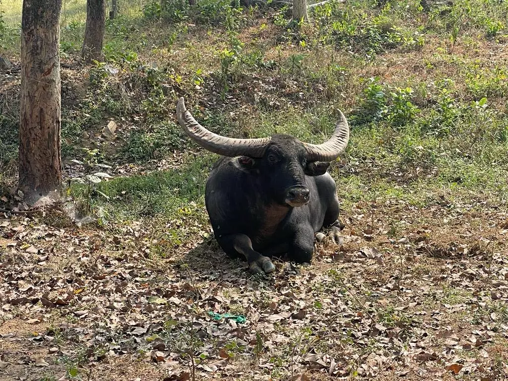 अंतिम वन भैंसा छोटू की शुद्धता, प्रजनन क्षमता और वन विभाग पर उठे सवाल अंतिम वन भैंसा छोटू की शुद्धता, प्रजनन क्षमता और वन विभाग पर उठे सवाल