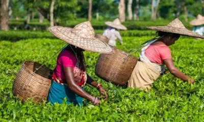Tea Beyond the Cup: टोकलाई कार्यशाला ने असम की महिलाओं के लिए आय के नए रास्ते खोले Tea Beyond the Cup: टोकलाई कार्यशाला ने असम की महिलाओं के लिए आय के नए रास्ते खोले