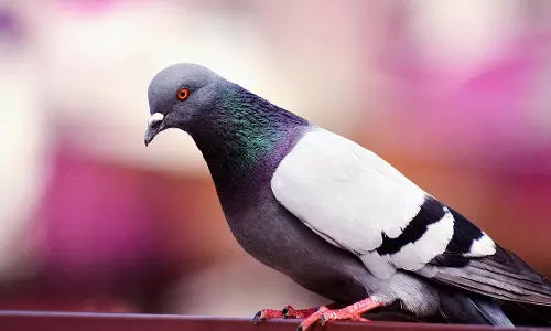 Pune : हडपसर में कबूतर चुराने के शक में युवक की बैट से पीट-पीटकर हत्या Pune : हडपसर में कबूतर चुराने के शक में युवक की बैट से पीट-पीटकर हत्या