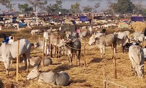 Magadi पशु मेला: किसानों के लिए 3-दिवसीय कल्याणकारी व्यवस्था Magadi पशु मेला: किसानों के लिए 3-दिवसीय कल्याणकारी व्यवस्था