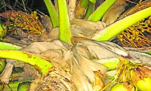 Nalathwada में ओलावृष्टि: अंगूर, चना, नारियल और केले की फ़सलों को नुक़सान Nalathwada में ओलावृष्टि: अंगूर, चना, नारियल और केले की फ़सलों को नुक़सान