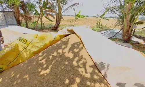 Kerala: मिल मालिकों ने काटे गए धान की कटाई में देरी की, किसान चिंतित Kerala: मिल मालिकों ने काटे गए धान की कटाई में देरी की, किसान चिंतित