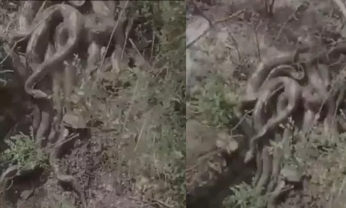 Himachal में मंदिर के पास दिखे विशाल अजगरों का झुंड, स्थानीय लोग दहशत में Himachal में मंदिर के पास दिखे विशाल अजगरों का झुंड, स्थानीय लोग दहशत में