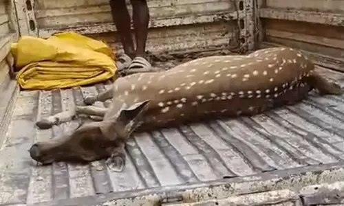 हिरण की मौत, नेशनल हाईवे में आने से बाइक में टकराया