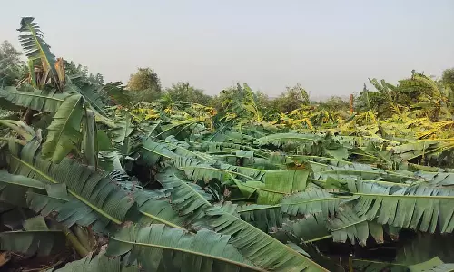 Karnataka में बारिश ओलावृष्टि, भारी वर्षा: केले और अनार के पेड़ उखड़ गए Karnataka में बारिश ओलावृष्टि, भारी वर्षा: केले और अनार के पेड़ उखड़ गए