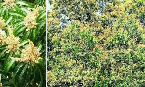 Unseasonal ठंड और कीट हमलों से किसानों की चिंता बढ़ी, फसल को भारी नुकसान का खतरा Unseasonal ठंड और कीट हमलों से किसानों की चिंता बढ़ी, फसल को भारी नुकसान का खतरा