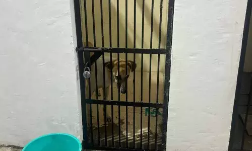 चंडीगढ़ SPCA में कुत्ते की मौत ने संस्थागत लापरवाही को उजागर किया, कार्यकर्ताओं ने जांच की मांग की चंडीगढ़ SPCA में कुत्ते की मौत ने संस्थागत लापरवाही को उजागर किया, कार्यकर्ताओं ने जांच की मांग की
