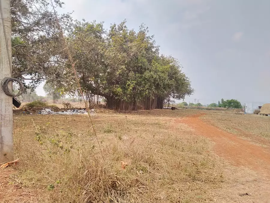 Jigani : अविकसित बॉटनिकल गार्डन, अतिक्रमण का खतरा Jigani : अविकसित बॉटनिकल गार्डन, अतिक्रमण का खतरा