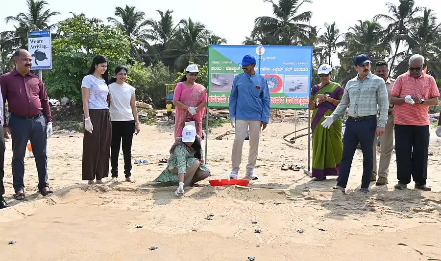Karwar : 163 नन्हे समुद्री कछुए समुद्र में छोड़े गए Karwar : 163 नन्हे समुद्री कछुए समुद्र में छोड़े गए