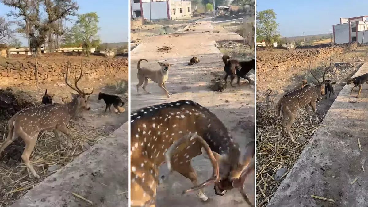MP : आवारा कुत्तों ने जंगली हिरण पर हमला किया, वन विभाग ने बचाया MP : आवारा कुत्तों ने जंगली हिरण पर हमला किया, वन विभाग ने बचाया