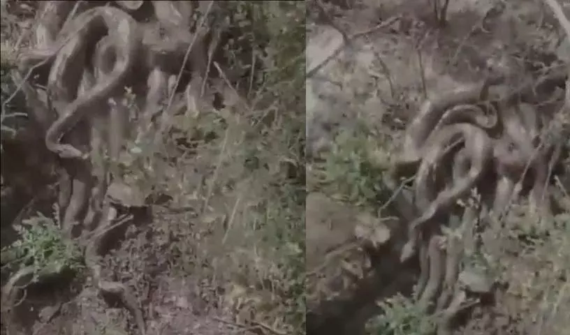 Himachal में मंदिर के पास दिखे विशाल अजगरों का झुंड, स्थानीय लोग दहशत में Himachal में मंदिर के पास दिखे विशाल अजगरों का झुंड, स्थानीय लोग दहशत में