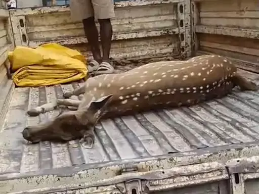 हिरण की मौत, नेशनल हाईवे में आने से बाइक में टकराया हिरण की मौत, नेशनल हाईवे में आने से बाइक में टकराया