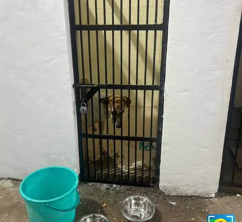 चंडीगढ़ SPCA में कुत्ते की मौत ने संस्थागत लापरवाही को उजागर किया, कार्यकर्ताओं ने जांच की मांग की चंडीगढ़ SPCA में कुत्ते की मौत ने संस्थागत लापरवाही को उजागर किया, कार्यकर्ताओं ने जांच की मांग की