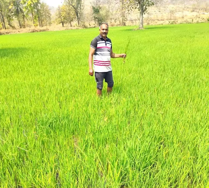 वनाधिकार पत्र से बद्रिका कमल सिंह बने आत्मनिर्भर कृषक वनाधिकार पत्र से बद्रिका कमल सिंह बने आत्मनिर्भर कृषक