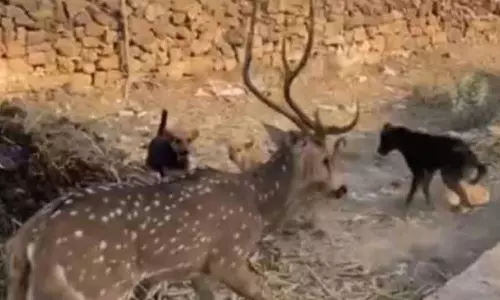 Chhatarpur: जंगल में सुरक्षित छोड़ा गया हिरण, बच्चों ने दिखाई बहादुरी Chhatarpur: जंगल में सुरक्षित छोड़ा गया हिरण, बच्चों ने दिखाई बहादुरी