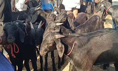 कल रमज़ान का त्योहार है: Ranipet की साप्ताहिक मंडी में बकरियों की बिक्री ज़ोरों पर कल रमज़ान का त्योहार है: Ranipet की साप्ताहिक मंडी में बकरियों की बिक्री ज़ोरों पर