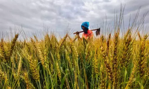 फसल कटाई से पहले, बारिश ने Punjab के किसानों को बेचैन कर दिया है