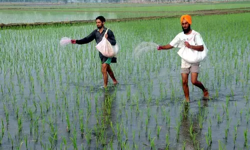 विवाद के बीच PAU किसान मेले में धान की किस्में PR-131 और PR-132 फिर से बिक्री के लिए उपलब्ध विवाद के बीच PAU किसान मेले में धान की किस्में PR-131 और PR-132 फिर से बिक्री के लिए उपलब्ध