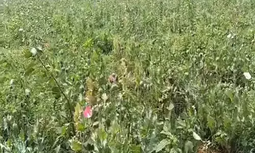 रायगढ़ में भी अफीम की खेती का भंडाफोड़ रायगढ़ में भी अफीम की खेती का भंडाफोड़